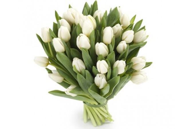 51white-tulips-650x450