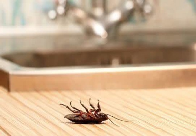 como-acabar-com-baratas