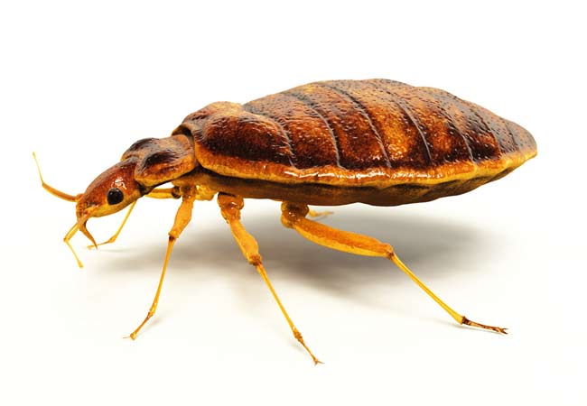 how-to-get-rid-of-bed-bugs-fast