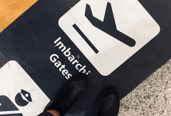 В аэропорту Рима будут работать собаки, выявляющие пассажиров с коронавирусом