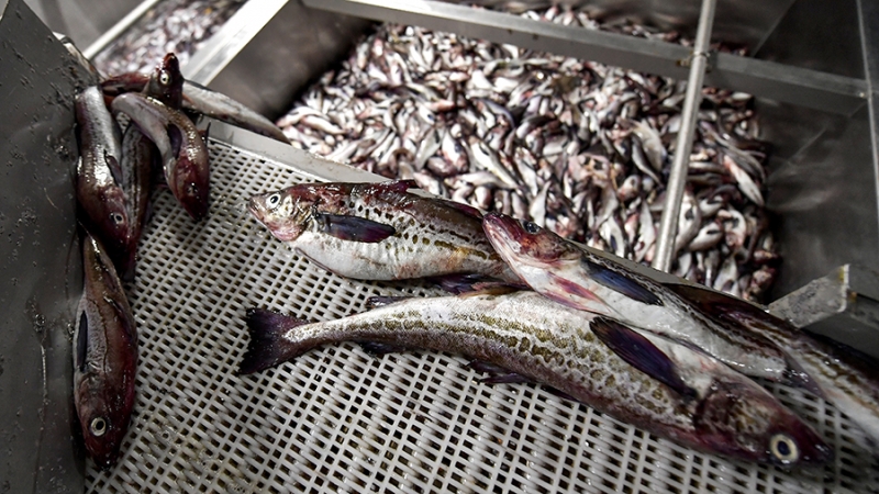 Цены на минтай упали до минимума за последние годы