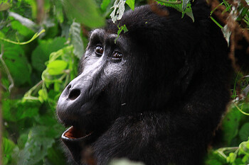 Селфи туристов могут вызвать вспышку COVID-19 среди редкого вида горилл