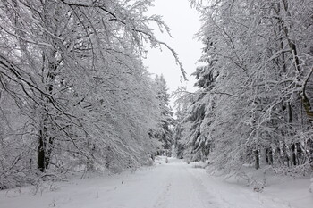 Снегопад в Германии и Нидерландах вызвал сбои в движении транспорта