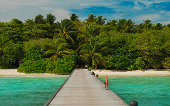 Туристы завезли в РФ лихорадку денге с отдыха на Мальдивах