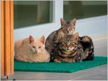 В России создадут профсоюз музейных котов 