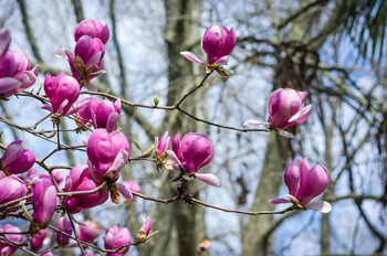 В Сочи на месяц раньше срока зацвела магнолия