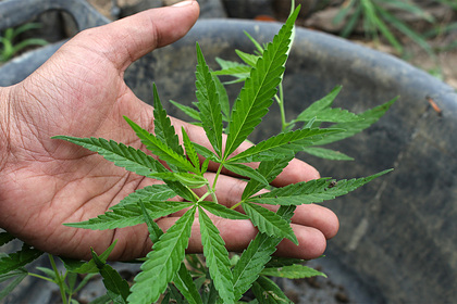 Мексика полностью легализует марихуану