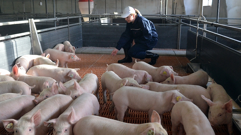 Правительство смягчило условия погашения льготных инвесткредитов для аграриев