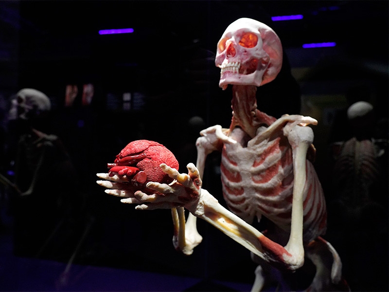 В Москве потребовали закрыть просветительскую выставку на ВДНХ с реальными человеческими телами (ФОТО)