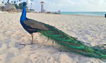 Доминикана продлевает бесплатное медстрахование для туристов ещё на месяц