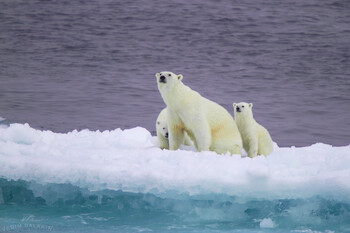 Экспедиционный отель «Приют Конюхова» построят на Земле Франца-Иосифа