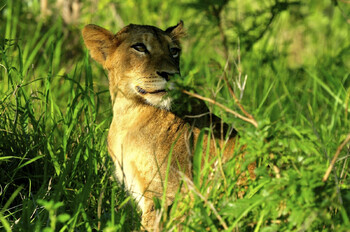 ЮАР ограничит разведение львов для охоты и развлечения туристов