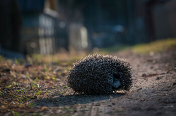 Новая Зеландия борется с ежами 