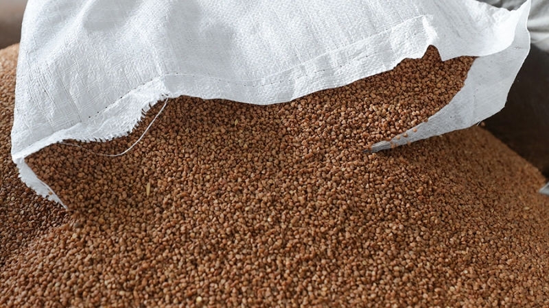 Правительство установило временный запрет на вывоз гречихи