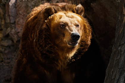 Принца заподозрили в убийстве крупнейшего медведя в Европе