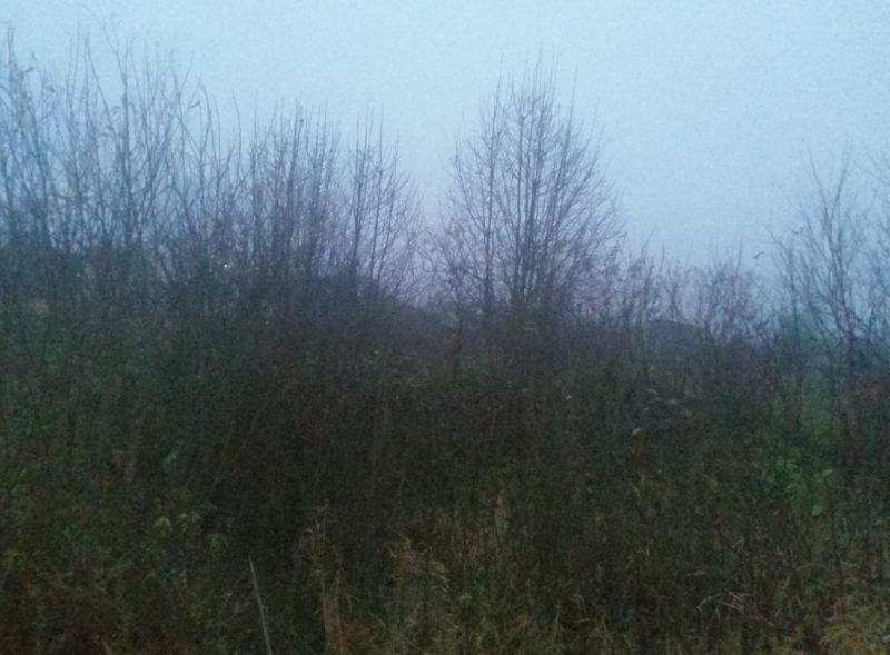 Синоптики предупредили москвичей о грозах и сильном ветре