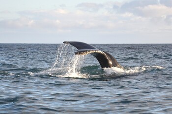 National Geographic признал существование пятого океана