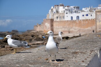 Российские авиакомпании увеличивают число рейсов в Марокко