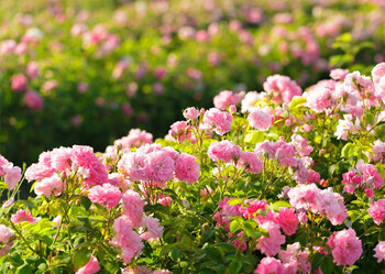 Туристы в Крыму облюбовали  поля цветущей розы 