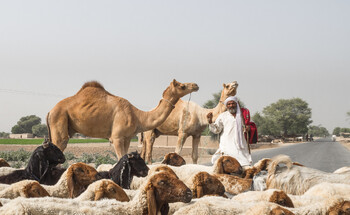 В Пакистане заблокируют SIM-карты непривитым от COVID-19
