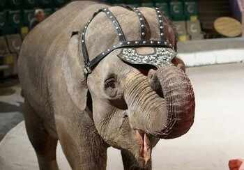 Цирковые слоны отправятся на отдых в Сочи