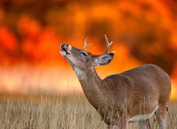 Лесные пожары бушуют в Карелии