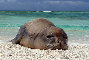 Туристов из США оштрафовали за прикосновение к тюленю