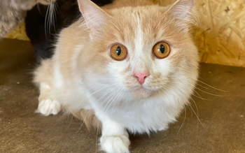 В аэропорту «Кольцово» пассажирка бросила кота, узнав, что ему нужен билет 