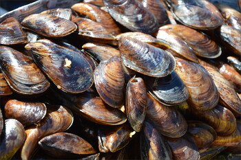 В Коктебеле проходит гастрономическая ярмарка «Море еды»