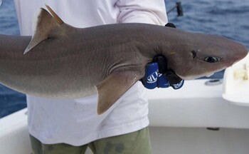 В Краснодарском крае к побережью Чёрного моря приплыла акула 