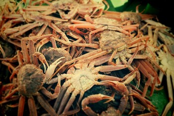 «Крабовое сафари» в Мурманской области стартует 16 августа