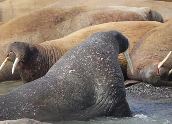 Лежбище моржей на Вайгаче закрыли из-за туристов