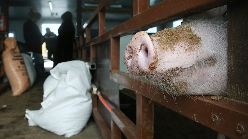 Правительство ужесточит контроль за антибиотиками в сельском хозяйстве