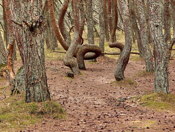 «Танцующий лес» в нацпарке «Куршская коса» закроется на реконструкцию