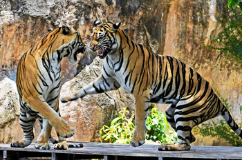 Туробъекты Таиланда закрываются из-за отсутствия иностранных туристов