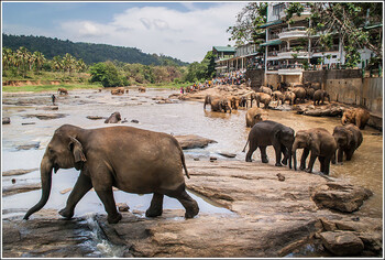 Шри-Ланка уточнила правила въезда для туристов из России