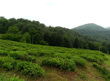Турист сорвался со скалы в Сочи