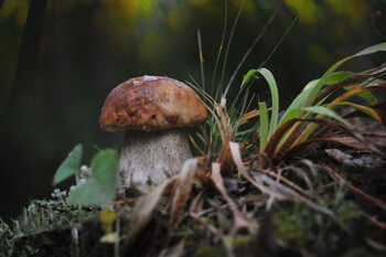 Китайские туристы приедут в Россию собирать грибы 