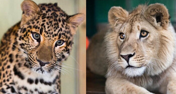 Львенок Симба и леопард Ева улетают из Челябинска в Танзанию