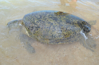 Сотни мёртвых морских черепах найдены на пляже в Мексике