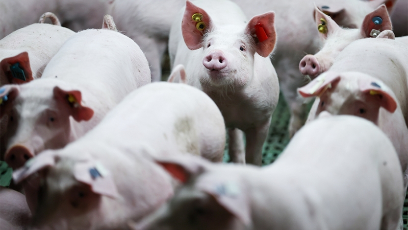 В правительстве заявили об участившихся случаях африканской чумы свиней