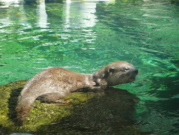 Стая выдр напала на посетителя парка в Сингапуре