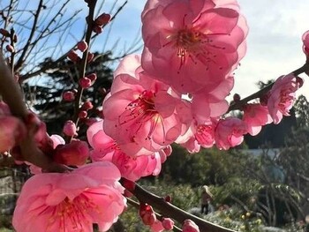 В Никитском ботаническом саду зацвели деревья 