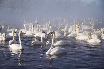 Группа туристов провалилась под лёд на озере в Алтайском крае