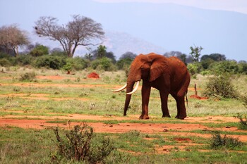 Кения примет только привитых иностранных туристов