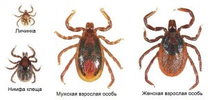Защита участка от клещей: способы борьбы с паразитами