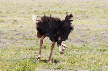 Стадо сбежавших с фермы страусов устроило забег по улицам китайского города    