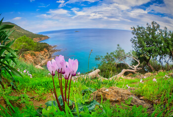 Россия возобновляет чартерное авиасообщение с Кипром