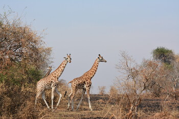 Уганда отменила ПЦР-тесты при въезде для вакцинированных туристов