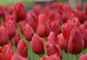 В Никитском ботаническом саду в Крыму пройдёт парад тюльпанов 